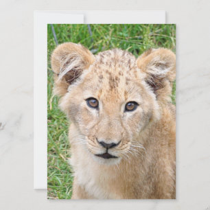 Lion 016 holiday card