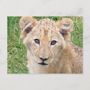 Lion 016 postcard