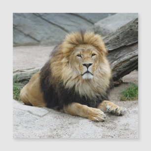 Lion 020