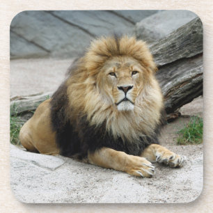 Lion 020 coaster