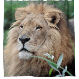 Lion 021