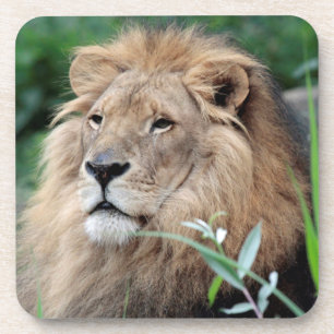 Lion 021 coaster