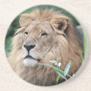 Lion 021 coaster