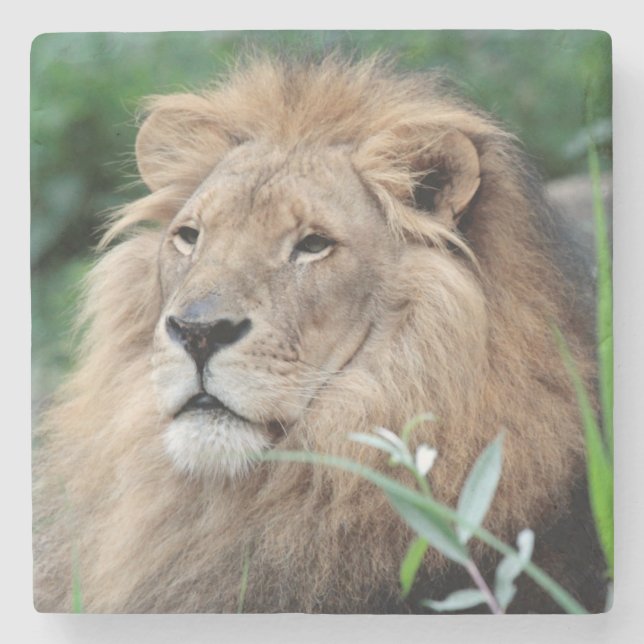 Lion 021 stone coaster (Front)