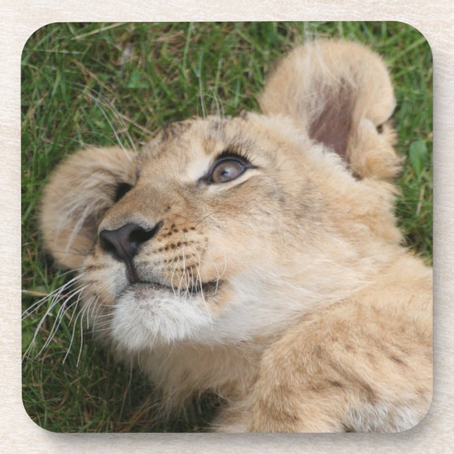 Lion 022 coaster (Front)