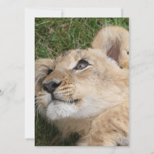Lion 022 holiday card