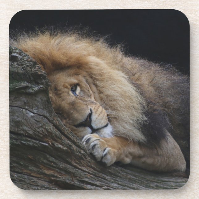 Lion 030 coaster (Front)