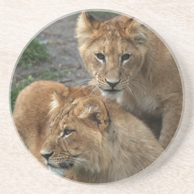 Lion 033 coaster (Front)