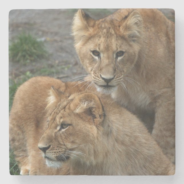 Lion 033 stone coaster (Front)