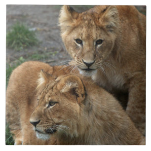 Lion 033 tile