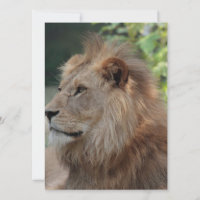 Lion 035