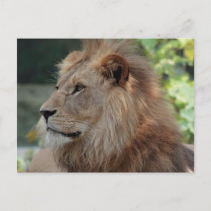 Lion 035 postcard