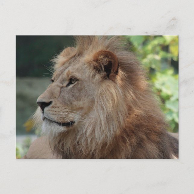 Lion 035 postcard (Front)