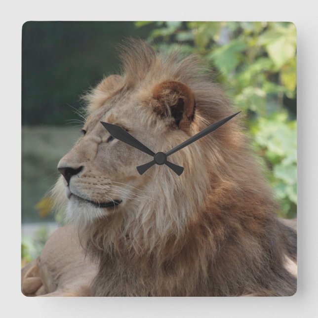 Lion 035 square wall clock (Front)