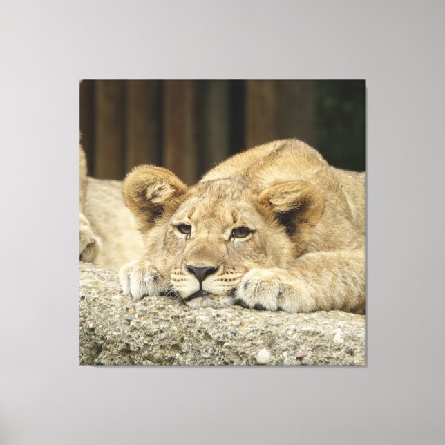 Lion 040 canvas print (Front)