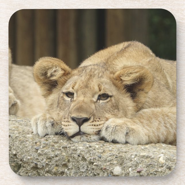 Lion 040 coaster (Front)