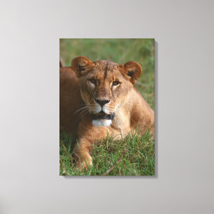 Lion 10 canvas print