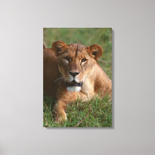 Lion 10 canvas print (Front)