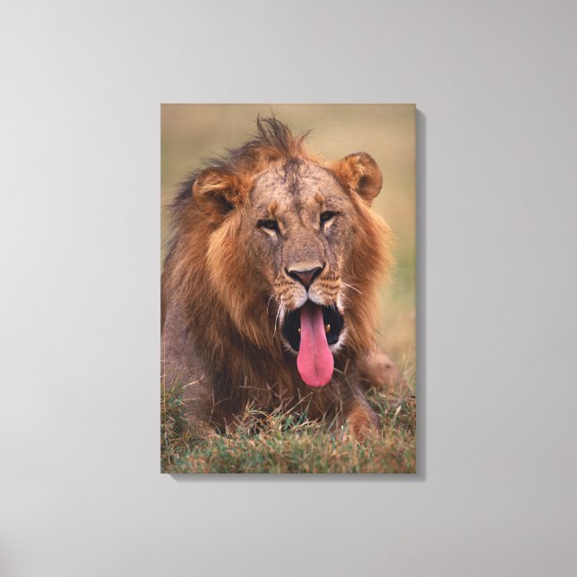 Lion 11 canvas print (Front)