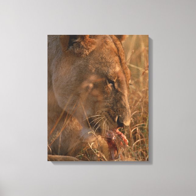 Lion 12 canvas print (Front)