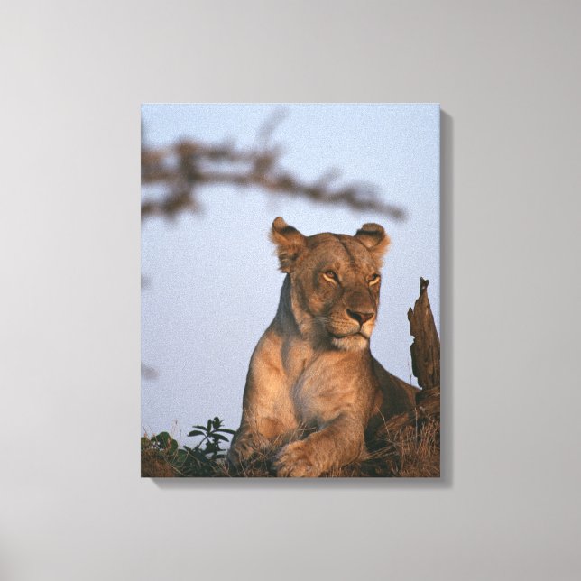 Lion 13 canvas print (Front)