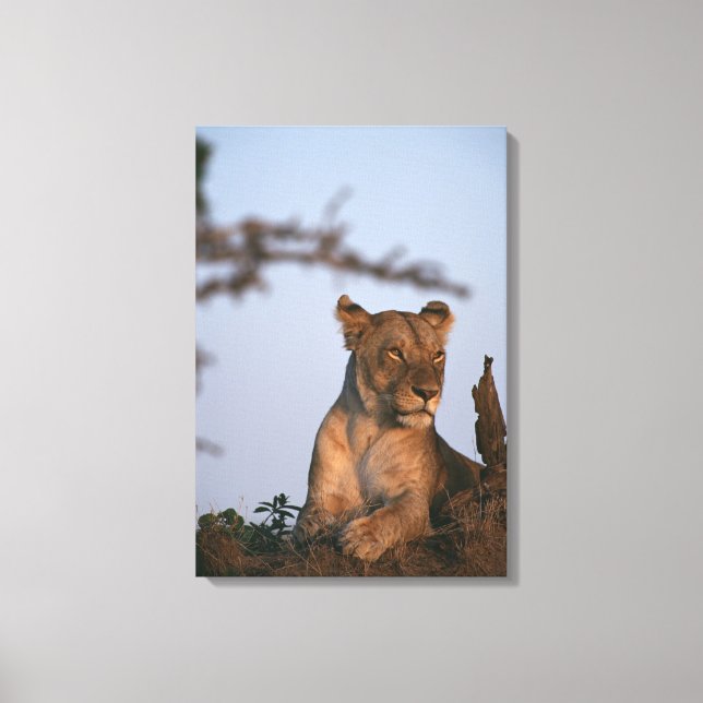 Lion 13 canvas print (Front)