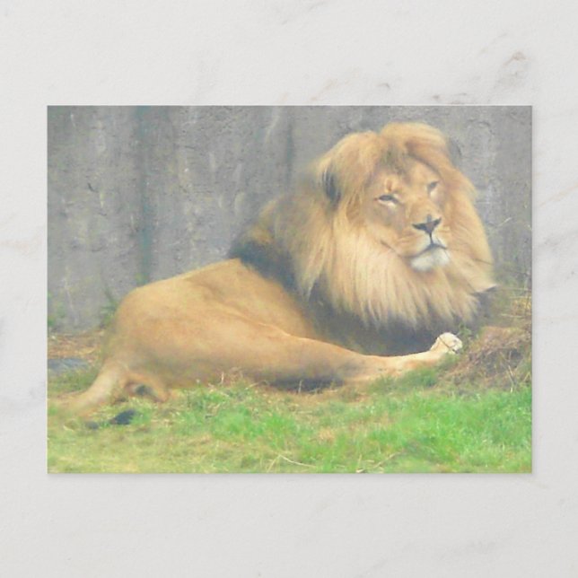 Lion #1 Postcard (Front)