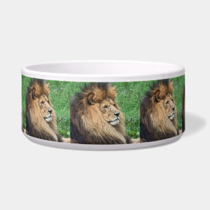 Lion_2015_0701