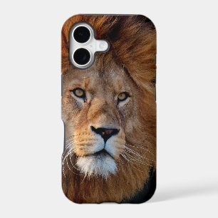 Lion_20180712_by_JAMFoto