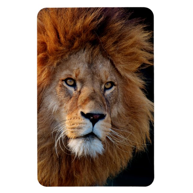 Lion_20180712_by_JAMFoto Magnet (Vertical)