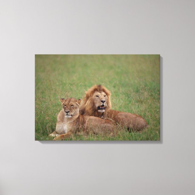 Lion 2 canvas print (Front)