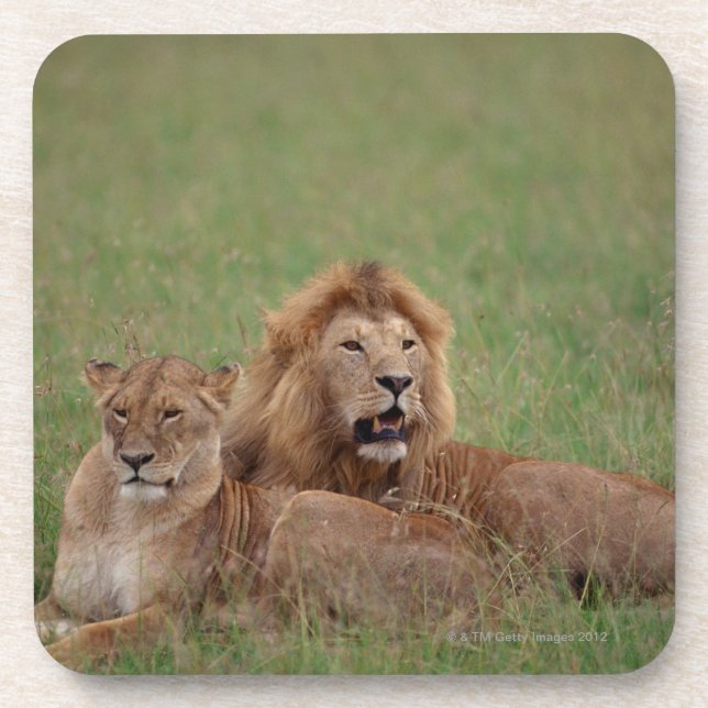 Lion 2 coaster (Front)