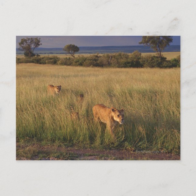 Lion 2 postcard (Front)