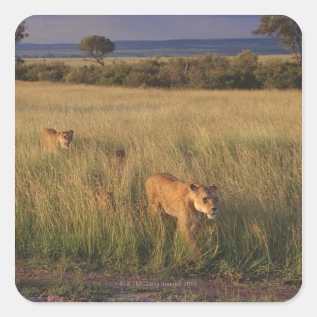 Lion 2 square sticker (Front)