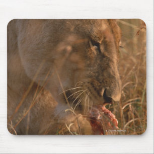 Lion 3 mouse pad