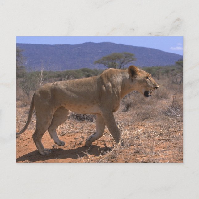 Lion 3 postcard (Front)