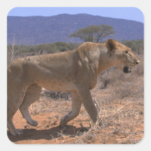 Lion 3 square sticker