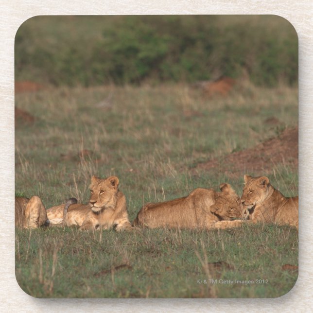 Lion 4 coaster (Front)