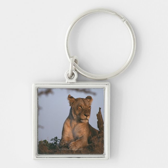 Lion 4 keychain (Front)