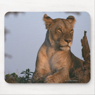 Lion 4 mouse pad
