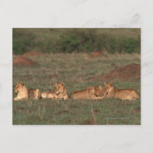 Lion 4 postcard