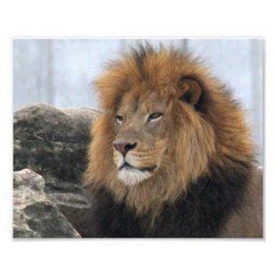 Lion 6880 photo print