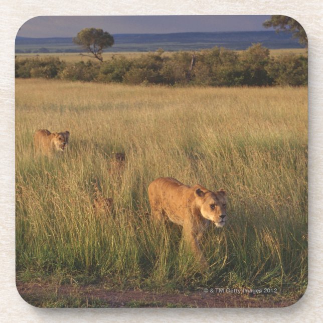 Lion 6 coaster (Front)