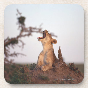 Lion 7 coaster