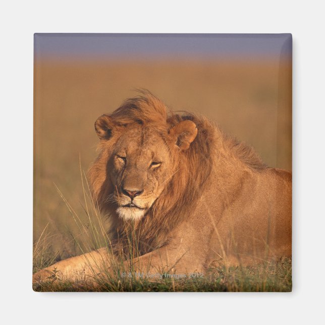 Lion 8 magnet (Front)