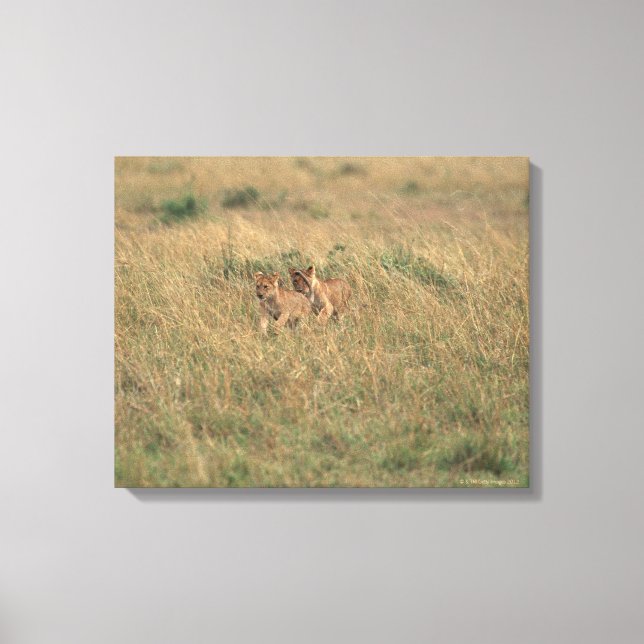 Lion 9 canvas print (Front)