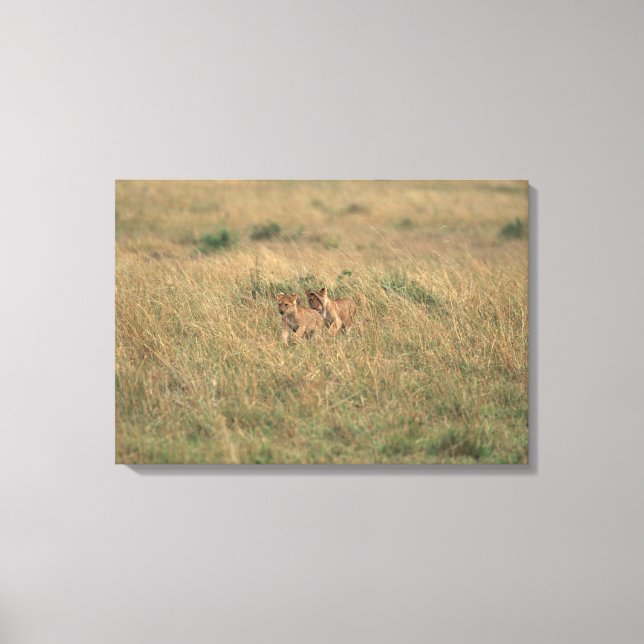 Lion 9 canvas print (Front)