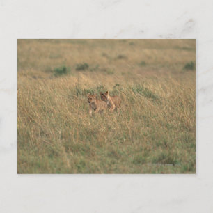 Lion 9 postcard