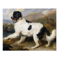 Lion: A Newfoundland Dog Photo Enlargement