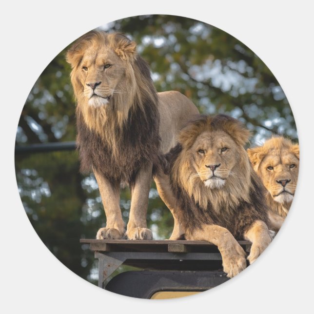 Lion à stickers (Devant)